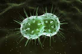 Gonorrhea (The Clap)