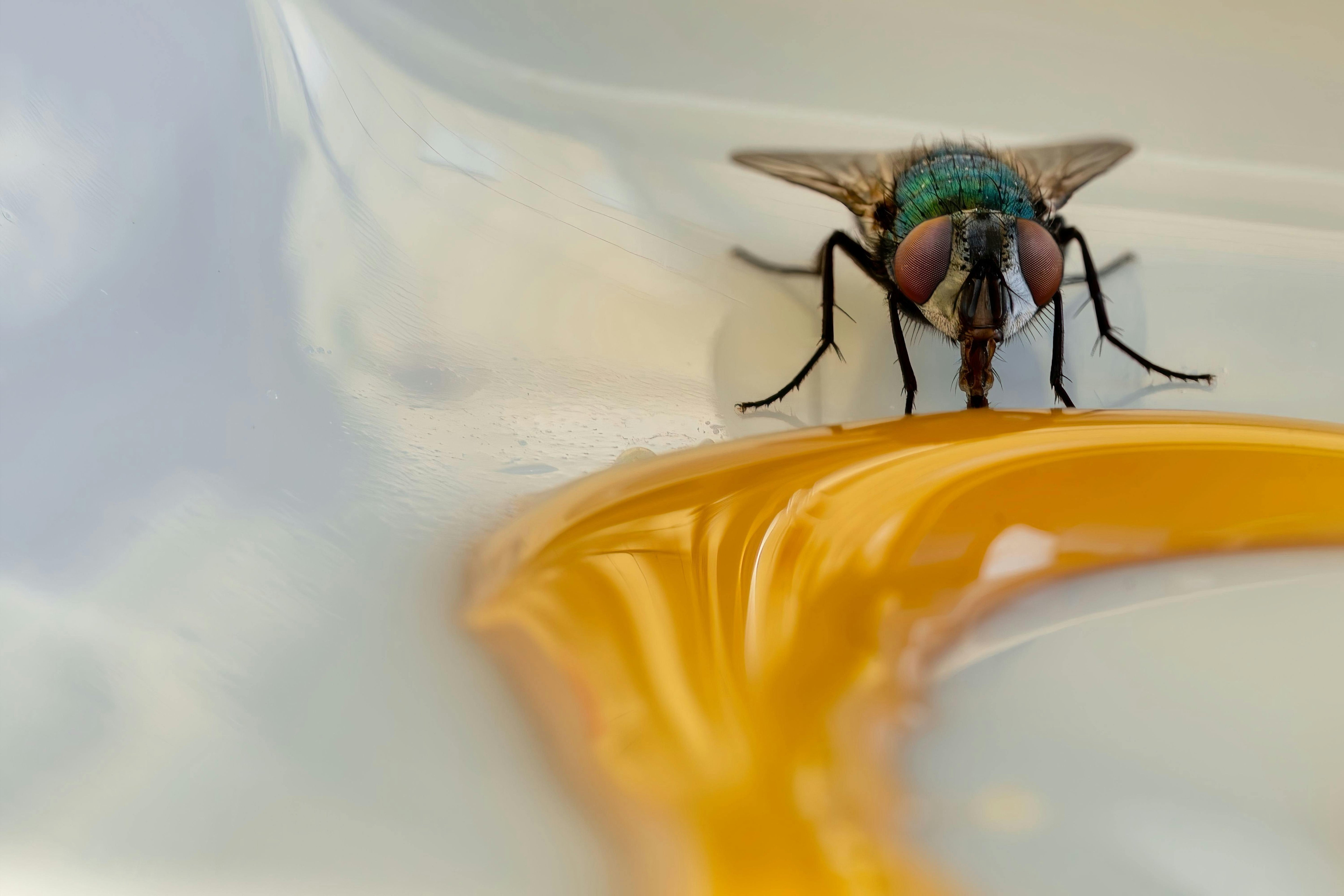 Royalty Honey 15-Sachets